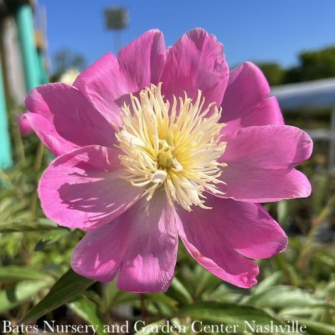 #2 Paeonia x Bowl of Love/ Pink w/ Yellow Center Peony