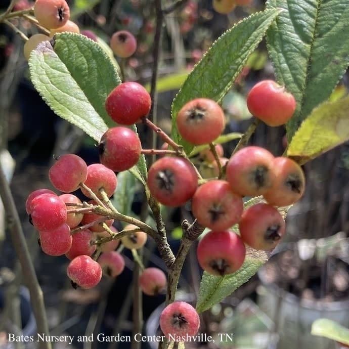 #2 Aronia arbutifolia Brilliantissima/ Red Chokeberry Native (TN)