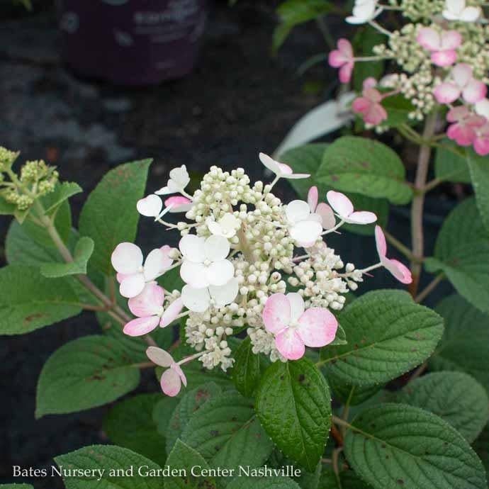 #5 Hydrangea pan PW LITTLE Quick Fire/ Dwarf Panicle White to Pink