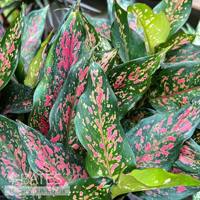 6p! Aglaonema Narrow Spinel / Chinese Evergreen /Tropical