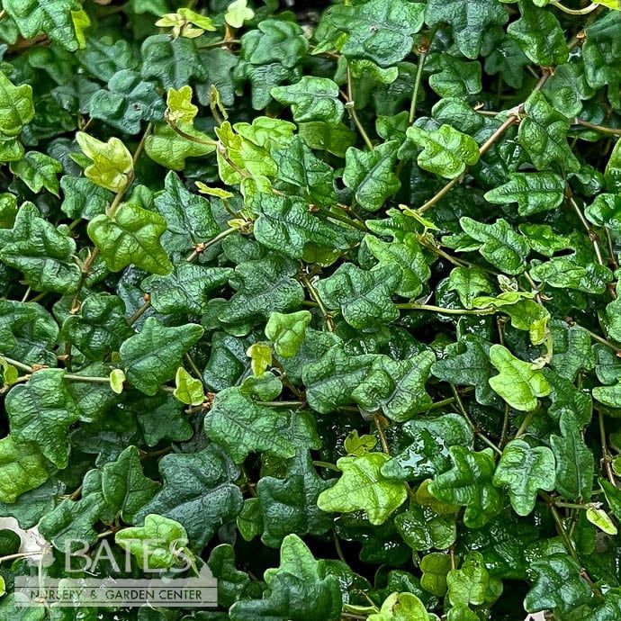 4.5hb! String of Frogs /Ficus pum Quercifolia Succulent Hanging Basket /Tropical