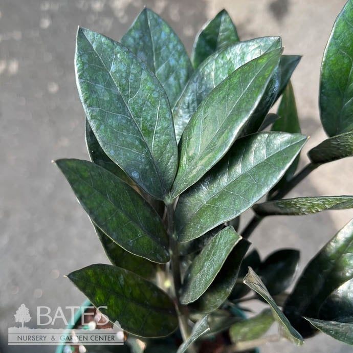 6p! Zamioculcus Super Nova / ZZ Plant  /Tropical