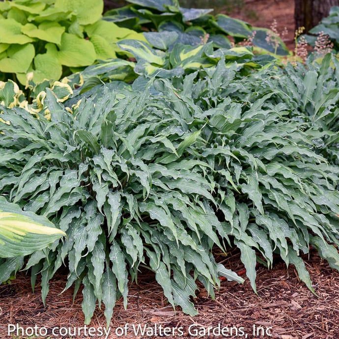 #1 Hosta Silly String/ Blue
