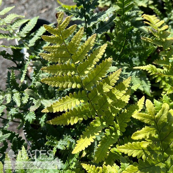 #1 Dryopteris pulcherrima/ Beautiful Wood Fern