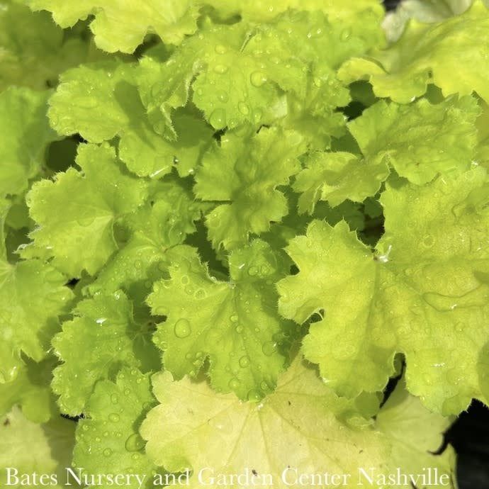 #1 Heuchera x Lemon Love/ Coral Bells