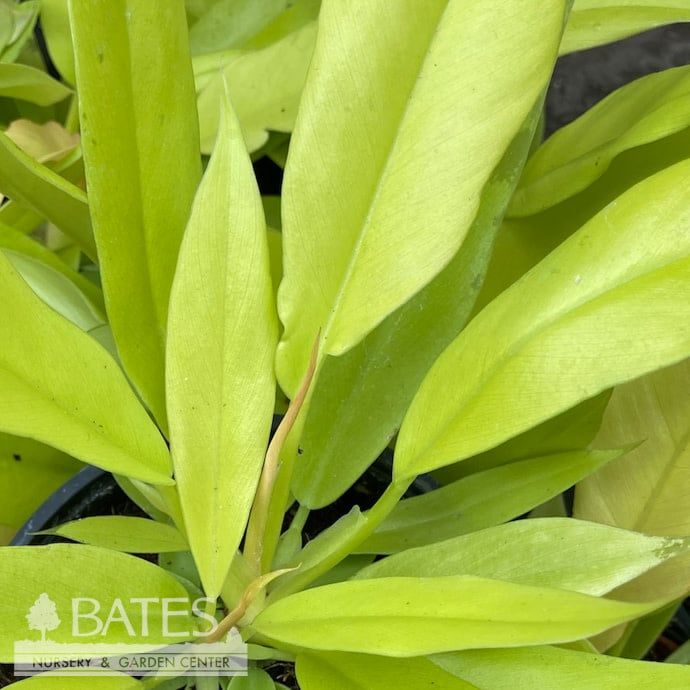 4p! Philodendron Golden Crocodile /Tropical