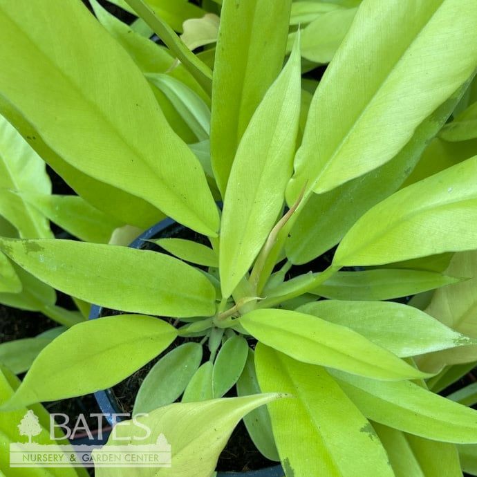 4p! Philodendron Golden Crocodile /Tropical