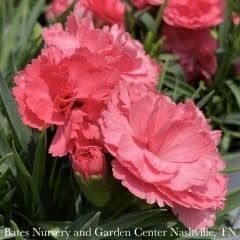 #1 Dianthus x PW Fruit Punch &#39;Classic Coral&#39;/ Pinks