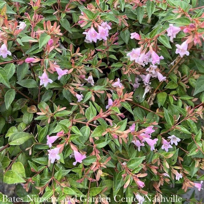 #2 Abelia x Edward Goucher/ Pink Flowers