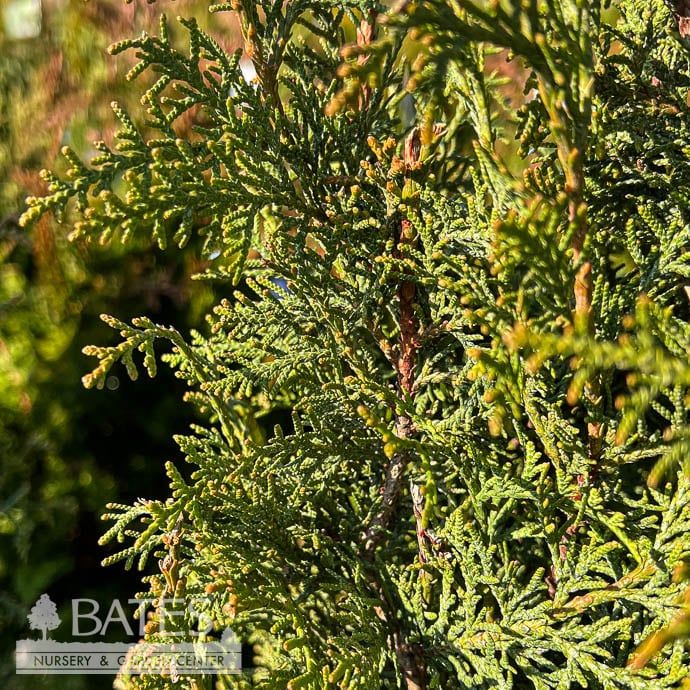 #5 Thuja plicata Sugar and Spice/ Columnar Arborvitae