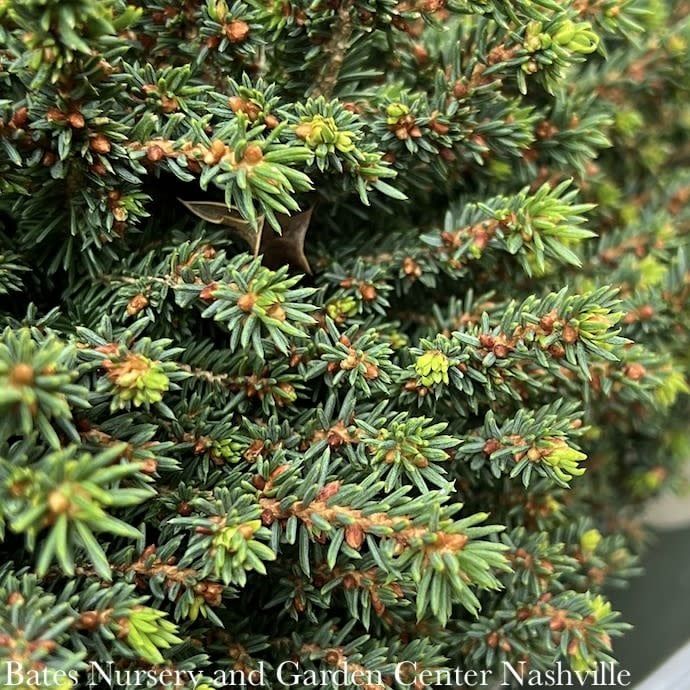 LPP(4p) Picea abies Little Gem/ Norway Spruce
