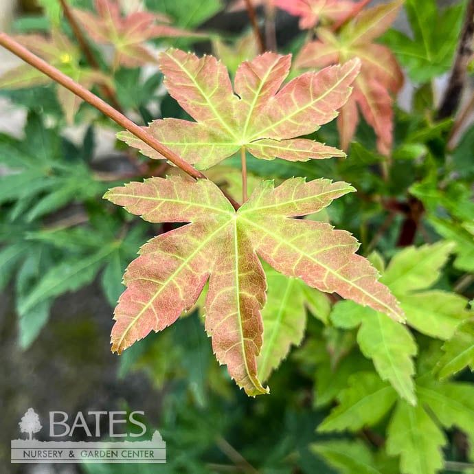 #3 Acer pal Gold Digger/ Yellow Coral Bark Japanese  Maple