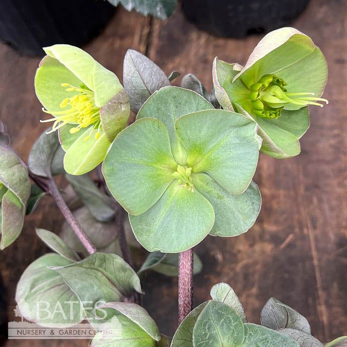#1 Helleborus Frostkiss &#39;Illumi Lime&#39;/ Lenten Rose