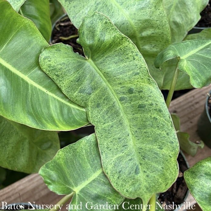 4p! Philodendron Paraiso Verde /Tropical