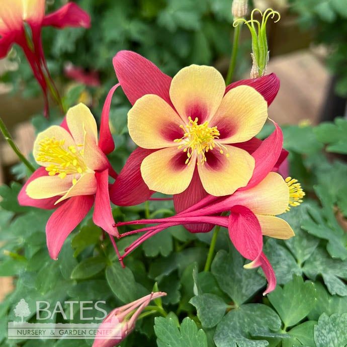 #1 Aquilegia x Earlybird Red Yellow/ Columbine