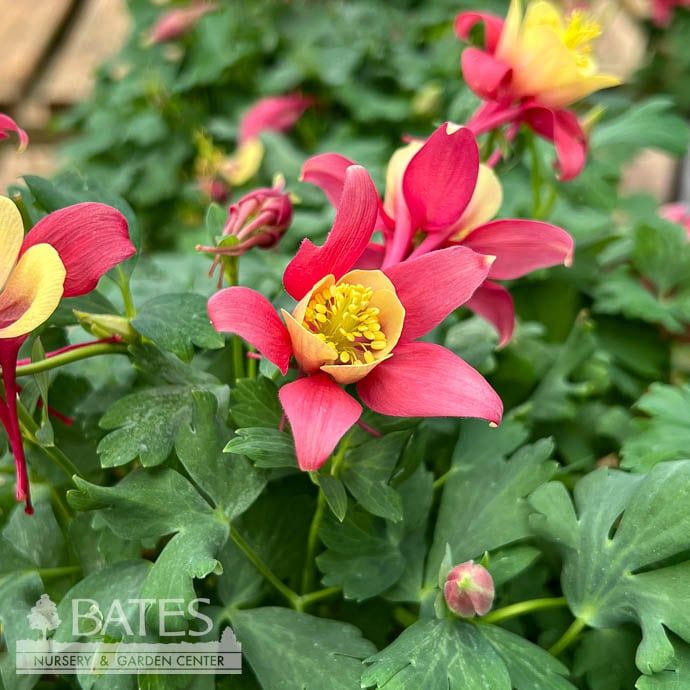 #1 Aquilegia x Earlybird Red Yellow/ Columbine