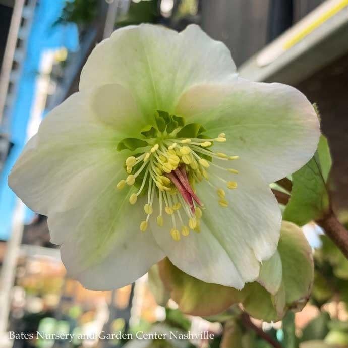 #1 Helleborus Frostkiss &#39;Molly&#39;s White&#39;/ Lenten Rose