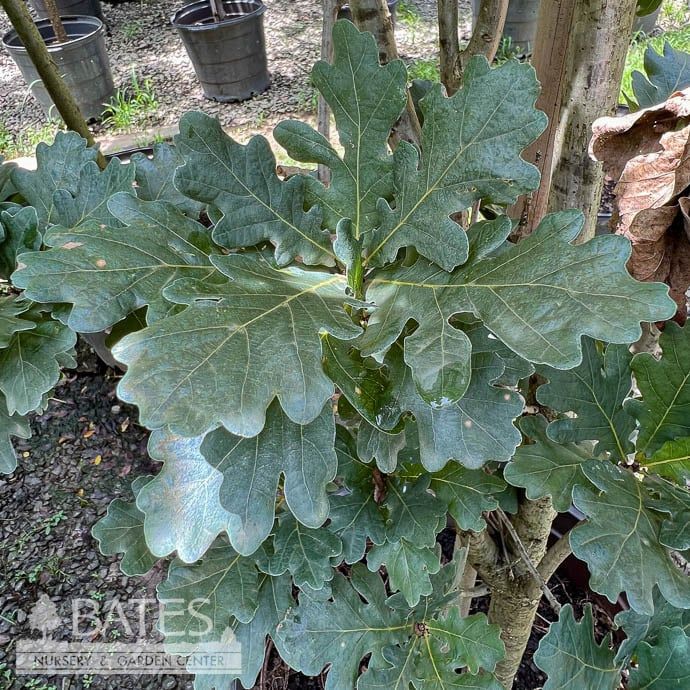 #30 Quercus robur fastigiata Skyrocket/ Columnar English Oak