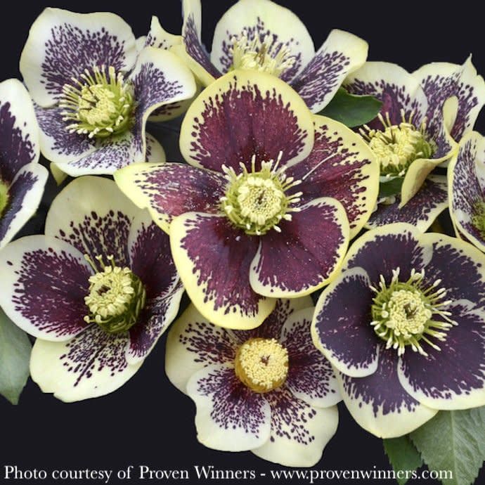 #1 Helleborus PW Honeymoon &#39;Rio Carnival&#39;/ Lenten Rose