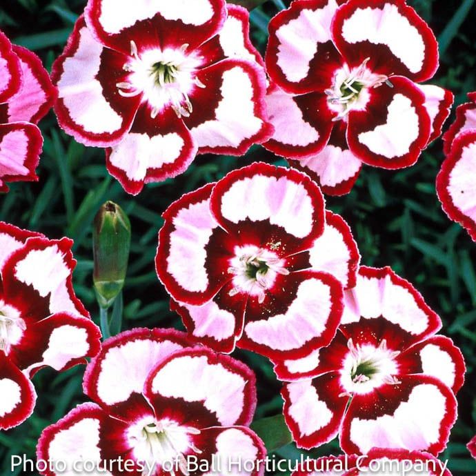 #1 Dianthus Raspberry Swirl/ White, Burgundy, Pink