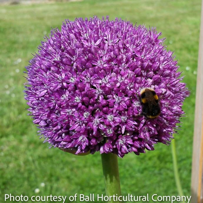 #1 Allium x Globemaster/ Ornamental Onion