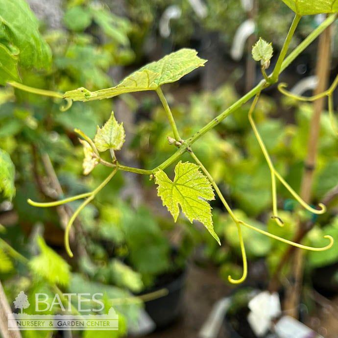 Edible #2 Vitis x Canadice/ Fox Grape Hybrid