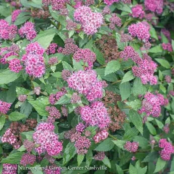 #3 Spiraea japonica Double Play &#39;Artisan&#39;/ Pink Flowers