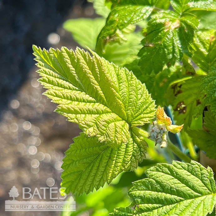 Edible #1 Rubus idaeus Canby Red/ Raspberry Native (TN)