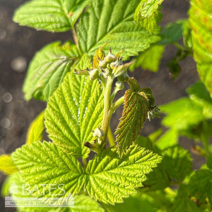 Edible #1 Rubus idaeus Canby Red/ Raspberry Native (TN)