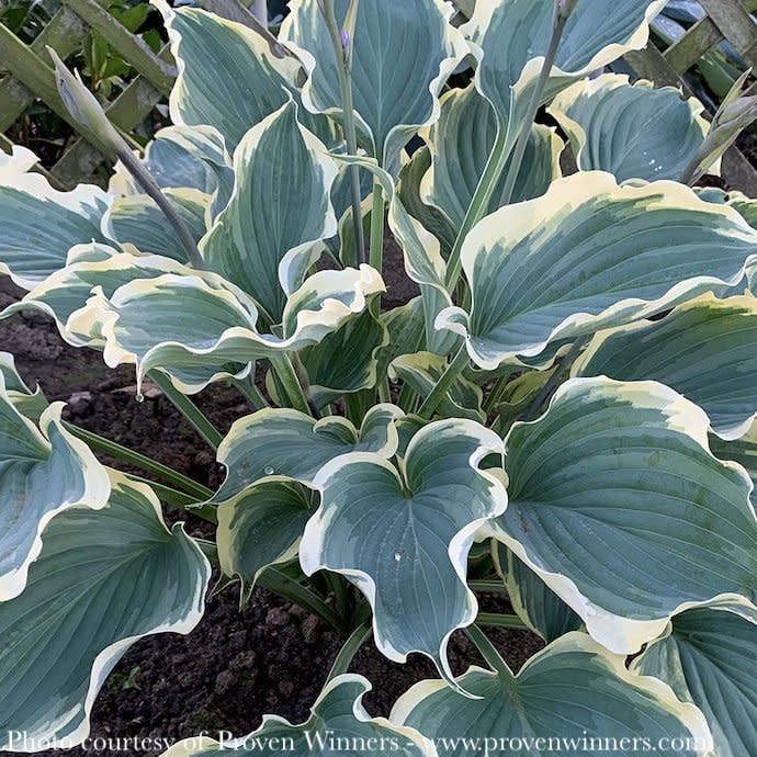 #1 Hosta x PW Shadowland Hope Springs Eternal