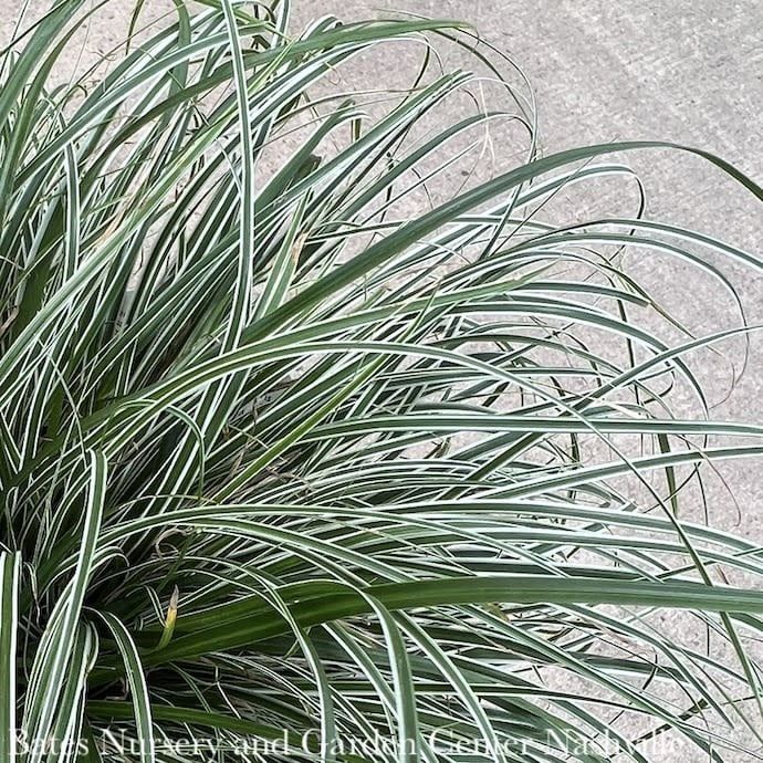 #1 Grass Carex osh SL EverColor &#39;Everest&#39;/ Variegated Sedge