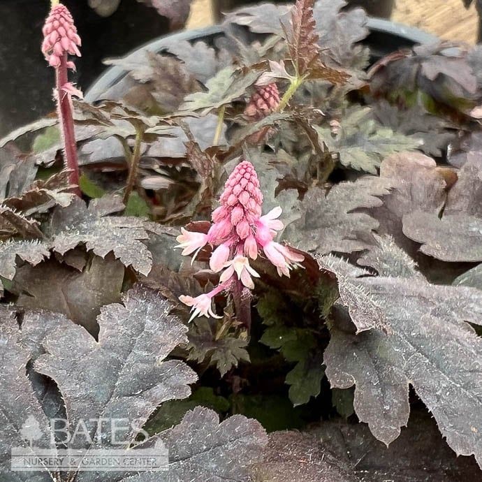 #1 Tiarella x Angel Wings/ Foam Flower