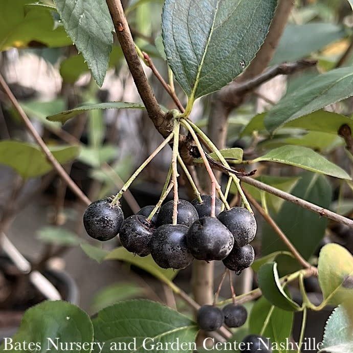 #3 Aronia melano Autumn Magic/ Black Chokeberry Native (TN)