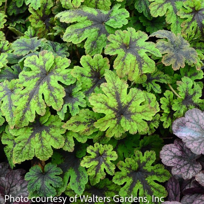 #1 Tiarella x Fingerpaint/ Foam Flower