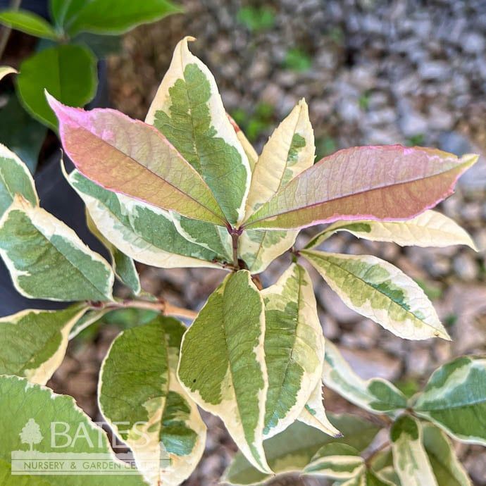 #2 Osmanthus fragrans SL Misty River/ Variegated Fragrant Tea Olive - No Warranty
