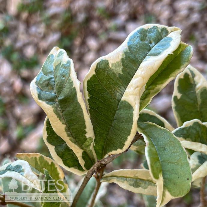 #2 Osmanthus fragrans SL Misty River/ Variegated Fragrant Tea Olive - No Warranty
