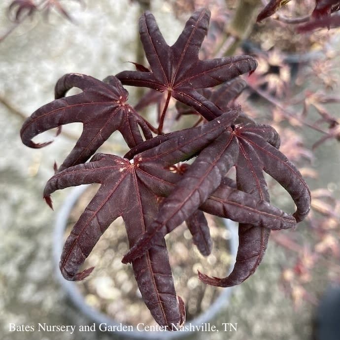 #3 Acer pal Peve Starfish/ Upright Red Japanese Maple