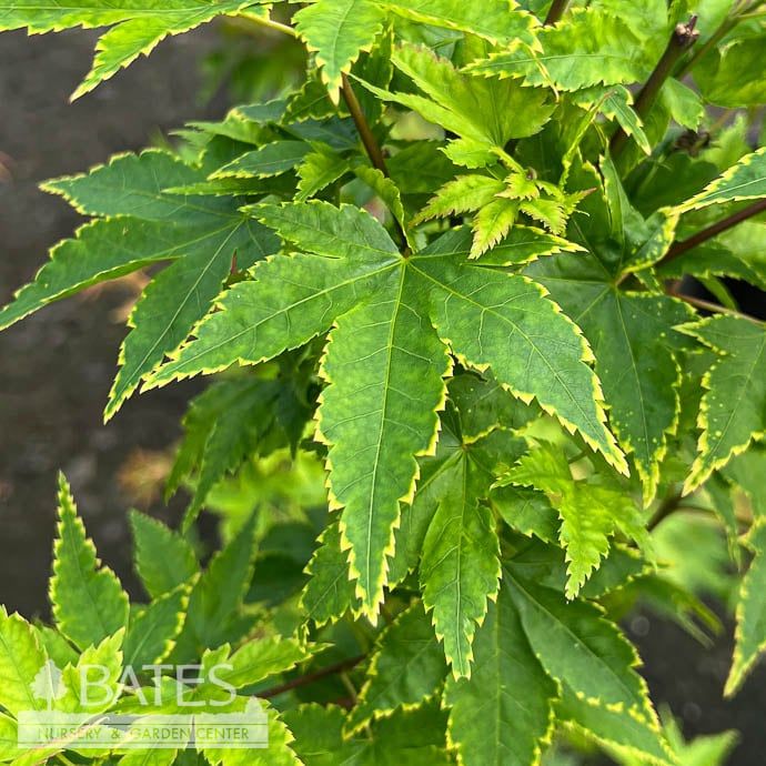 #3 Acer pal Sagara Nishiki/ Gold Variegated Japanese Maple