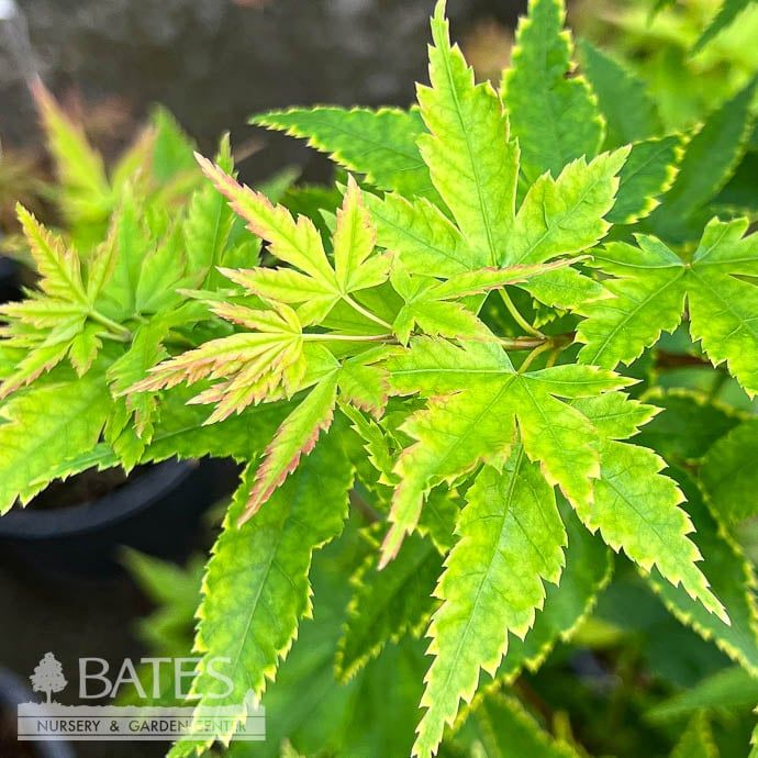 #3 Acer pal Sagara Nishiki/ Gold Variegated Japanese Maple