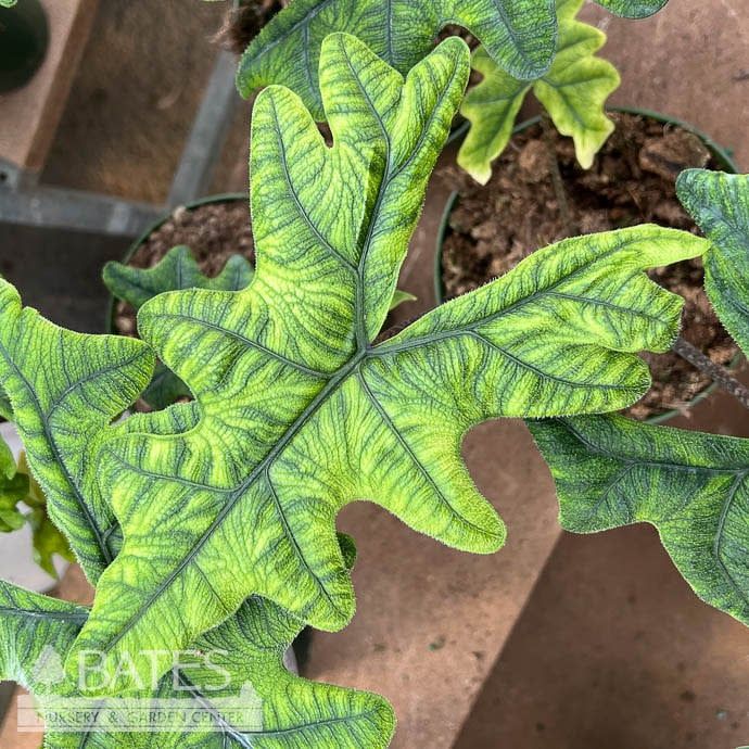 4p! Alocasia Jacklyn  /Elephant Ear /Tropical