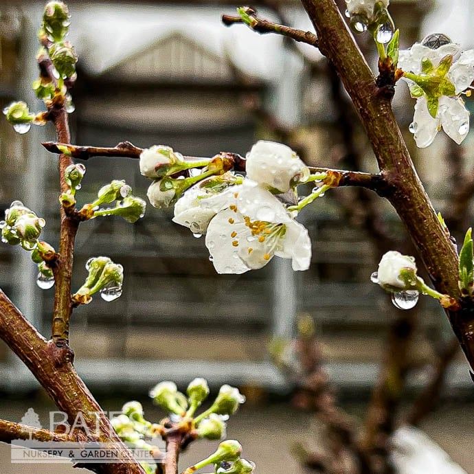 Edible #5 Prunus AU Rosa/ Plum Semi-Dwarf