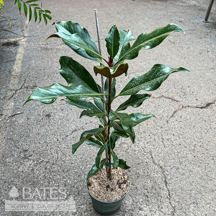 1QP/6p! Southern Magnolia Tree (grandiflora) Native (TN)