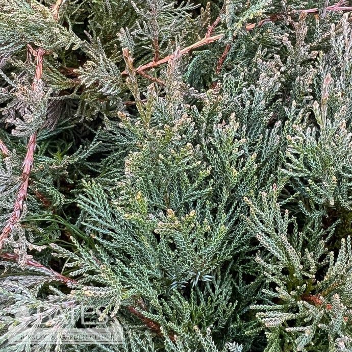#3 Juniperus chin Sea Spray/ Spreading Chinese Juniper