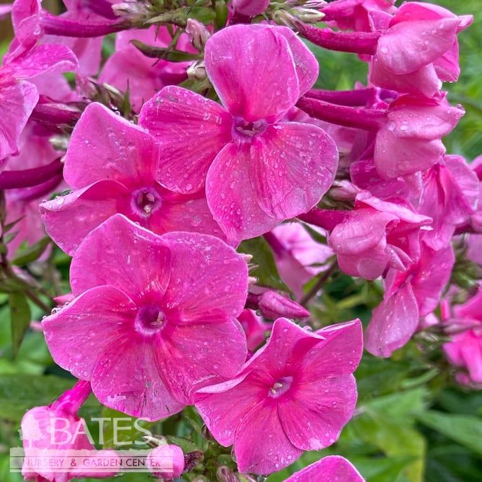 #1 Phlox x PW Opening Act Romance/ Rich Lavender-pink Garden