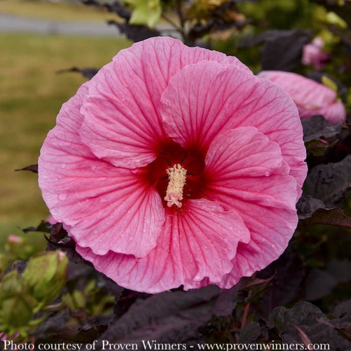 #3 Hibiscus x PW Summerific &#39;Edge Of Night&#39;/ Pink Hardy