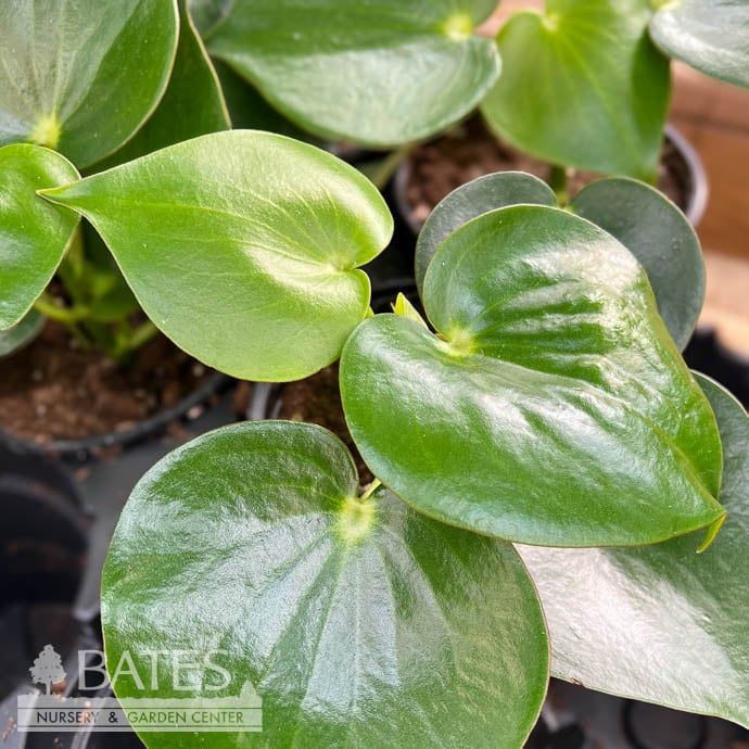 6p! Peperomia polybotra Raindrop  /Tropical