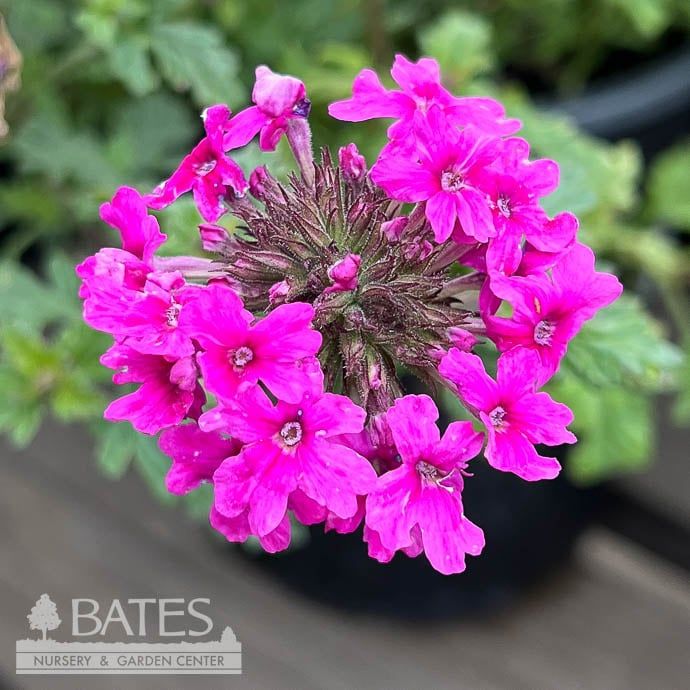 #1 Verbena can Homestead Hot Pink/ Spreader Native (TN)