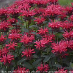 #1 Monarda x PW  Upscale &#39;Red Velvet&#39;/ Beebalm