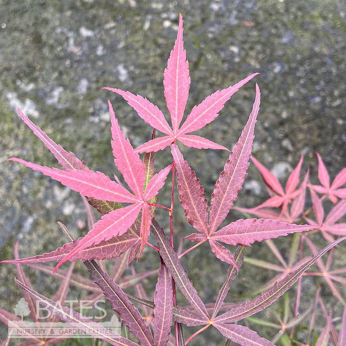 #3 Acer pal Hubb&#39;s Red Willow/ Red Upright Threadleaf Japanese Maple