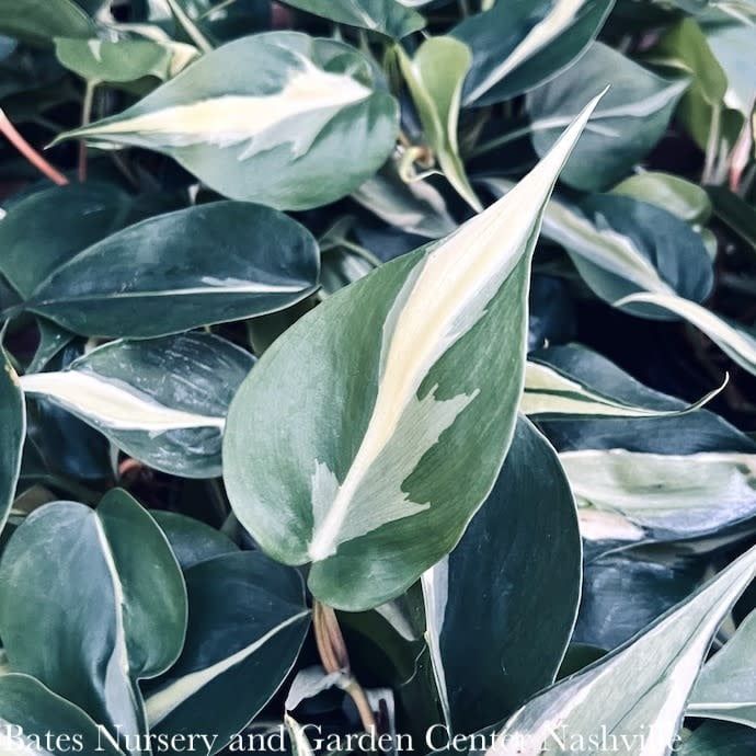 8hb! Philodendron Rio Silver Stripe /Tropical
